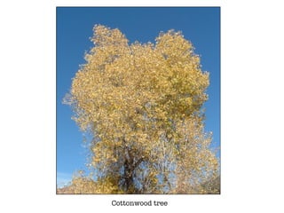 Cottonwood tree 