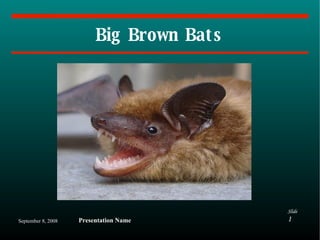 Big Brown Bats 