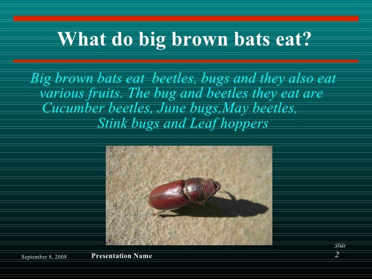big brown bats by michael c big brown bats by michael c