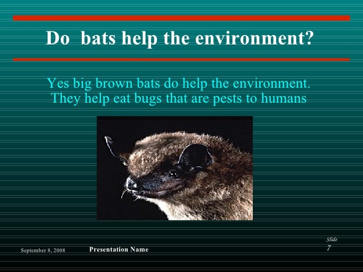 Big Brown Bats by Michael C.