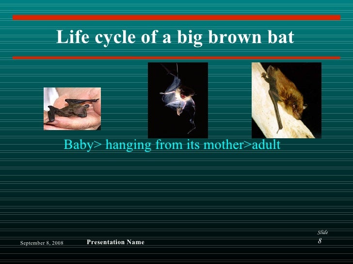 Big Brown Bats by Michael C.