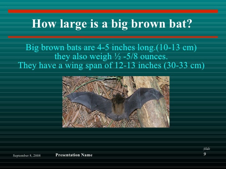 Big Brown Bats by Michael C.