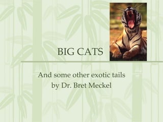 BIG CATS  And some other exotic tails by Dr. Bret Meckel 