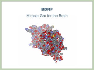BDNF
Miracle-Gro for the Brain
 
