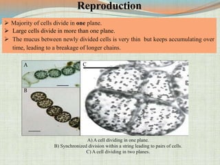 Synchronous Cell Divisions Big bacteria ppt | PPTX