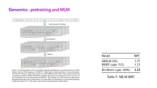 Genomics - pretraining and MLM
 