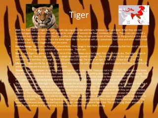 Tiger
• Diet: The food that the tiger eats are or really big ungulates like wild boars, Malayan tapir and deer. When they are not
hunting bigger animals then they will also go for really small animals like fowl, monkeys, and fish. These cats can also kill a
orangutan but tigers do not catch them very often because they do not spent a lot of their time on the ground so it is really
hard for a tiger to catch them. There are some tigers like the Sumatran will also sometimes hunt mice and other really small
mammals that is when bigger animals are scarce.
• Habitat/Range: Tigers can be found all around Asia . Their range is starting to declined dramatically that has lots of localized
extinctions. The biggest population of tigers is in India . These cats
• Size: A adult tiger can grow 4.5 feet (1.37 m) to 9 feet, The males are a lot bigger then the females are. The biggest tiger in
the world is the Siberian tigg and they can weigh about 500 pounds (230 kg). The smallest tiger in the species is the
Sumatran tiger and they can weigh about 250 pounds (115 kg). The size of an tiger ‘s tail is 3 – 4 feet (0.9-1.2 m). Long
• Life span: Tigers can life for 10 to 15 years when they are in the wild and when they are in captivity then they can life for 20
years when they are in a zoo or an rescue center.
• Threats : Tigers are known to be the most endangered cat in the world. There are not a lot of them lifted in the wild today.
One of the many threats that they face today is that their habitats are getting destroyed. There are two species of tiger that
became extinct for the last thirty years and there are only seven of them are about to head to extinction pretty soon. There
are 5 tigers that are still living today and there are three species that become extinct for the last 70 years.
• The other reason why the tiger is in trouble t because for so many years the people have been killing the tiger for their fur d
so that they can make coats out if them and other different types of clothes . And they are also being hunted fro t other
different part body parts that are on a tiger to.. People will also kill them for their bones to so that they can make Chinese
medicine. There are some cultures that people will also hunt the tiger for sport to and to demonstrates their own bravely . .
Tigers are also being killed to be sold for money to . There are about seven different types medicine that are being used for
as tiger body parts. . The other big threat to tigers not just them getting killed. There are also losing their homes to.. The
reason why because people are starting to live in tiger near in areas where tigers live. This will forcing these animals to
move to place where it is so small that it is so hard to hunt and to raise their young. .
 