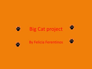 Big Cat project
By Felicia Ferentinos
 