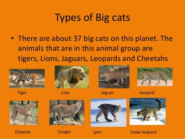 kinds of big cats
