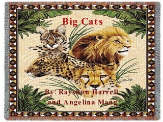 Big Cats By: Rayshon Harrell and Angelina Mang 