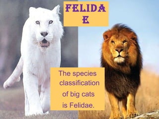 Big Cats | PPT