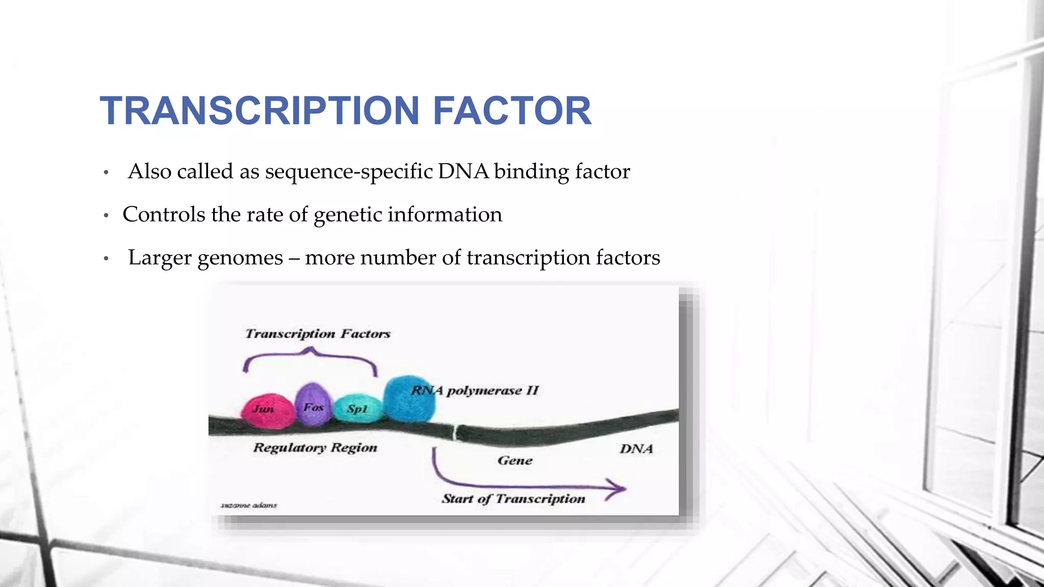 • Also called as sequence-specific DNA binding factor
• Controls the rate of genetic information
• Larger genomes – more number of transcription factors
TRANSCRIPTION FACTOR
 