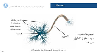 33
‫ﺍاﻥن‬‫ﺮ‬‫ﺗﻬ‬ ‫ﺩدﺍاﻧﺸﮕﺎﻩه‬ ACM - ۱۳۹۵ ‫ﺗﺎﺑﺴﺘﺎﻥن‬ - ‫‌ﻣﺎﺷﯿﻦ‬‫ﯼی‬‫ﯾﺎﺩدﮔﯿﺮ‬ ‫ﻭو‬ ‫ﺑﺰﺭرﮒگ‬ ‫‌ﻫﺎﯼی‬‫ﻩه‬‫ﺩدﺍاﺩد‬ ‫‌ﻫﺎﯼی‬‫ﺩد‬‫ﮐﺎﺭرﺑﺮ‬ ‫ﺑﺮ‬ ‫ﮔﺬﺭرﯼی‬
Neuron
‫ﻫﺴﺘﻪ‬
‫‌ﻫﺎ‬‫ﺖ‬‫ﺩدﻧﺪﺭرﯾ‬
‫ﺁآﮐﺴﻮﻥن‬
‫ﺭرﺍا‬ ‫ﺩدﺍاﺩدﻩه‬ ‫ﺟﺮﯾﺎﻥن‬
‫ﻫﺴﺘﻪ‬ ‫ﺳﻤﺖ‬ ‫ﺑﻪ‬
‫ﻣﯿﮑﻨﻨﺪ‬ ‫ﻫﺪﺍاﯾﺖ‬
‫ﺩدﺍاﺭرﻧﺪ‬ ‫ﻣﯿﻠﯿﻤﺘﺮ‬ ‫ﯾﮏ‬ ‫ﻣﻌﺎﺩدﻝل‬ ‫ﻃﻮﻟﯽ‬ ‫‌ﻫﺎ‬‫ﻥن‬‫ﻧﻮﺭرﻭو‬ ‫ﺍاﺯز‬ ‫ﻋﺪﺩد‬ ۱۰۰
۱۰ ‫ﺣﺪﻭوﺩد‬ ‫‌ﻫﺎ‬‫ﻥن‬‫ﻧﻮﺭرﻭو‬
‫ﺗﺸﮑﯿﻞ‬ ‫ﺭرﺍا‬ ‫ﻣﻐﺰ‬ ‫ﺩدﺭرﺻﺪ‬
‫‌ﺩدﻫﻨﺪ‬‫ﯽ‬‫ﻣ‬
 