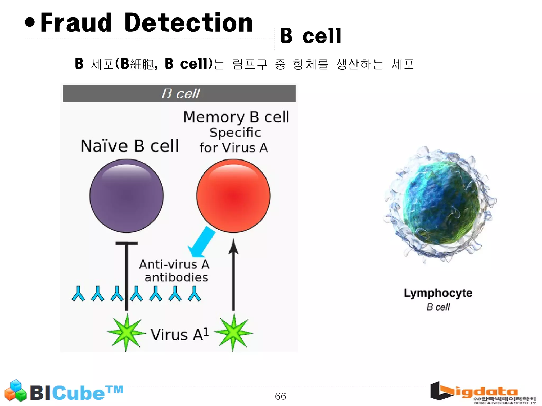 66 •Fraud Detection B 세포(B細胞, B cell)는 림프구 중 항체를 생산하는 세포 B cell 