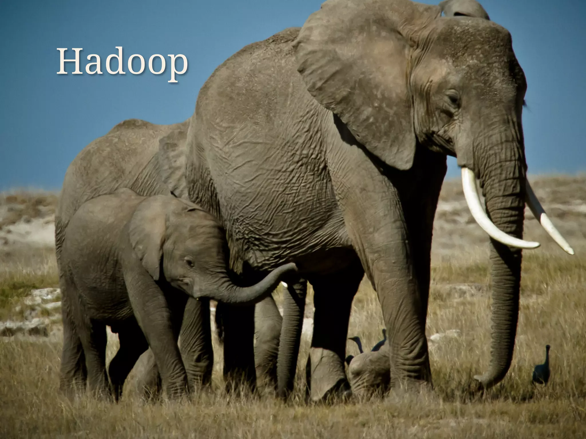 Hadoop
 