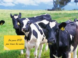 Des puces RFID
pour tracer les vaches
 