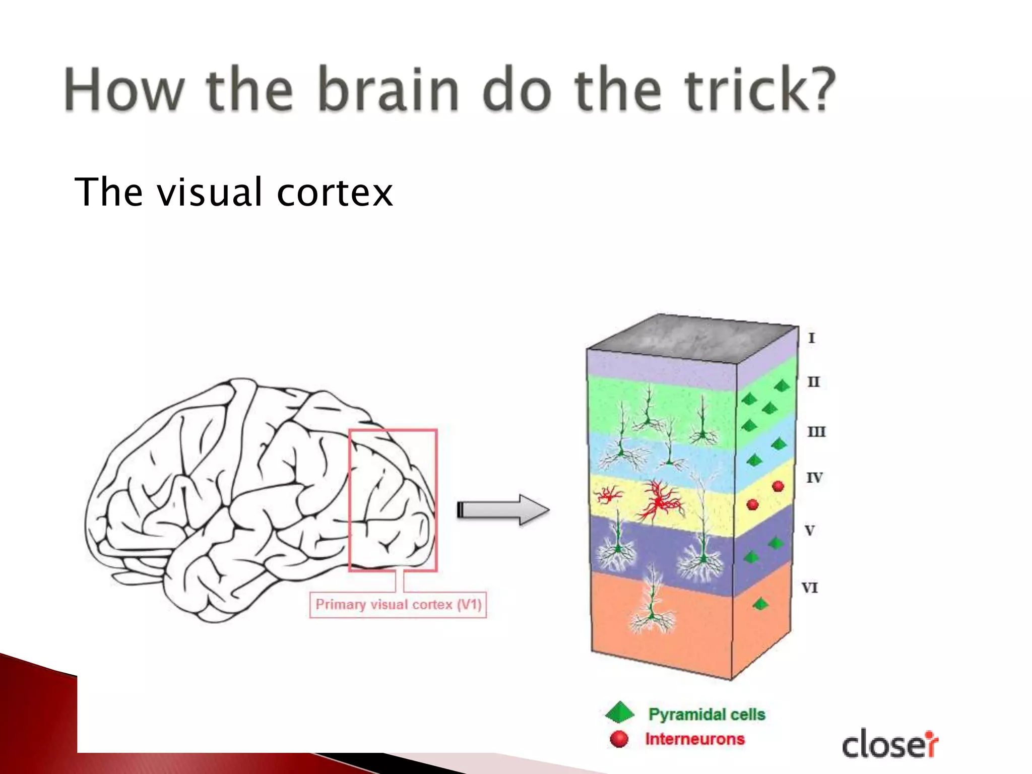The visual cortex

 
