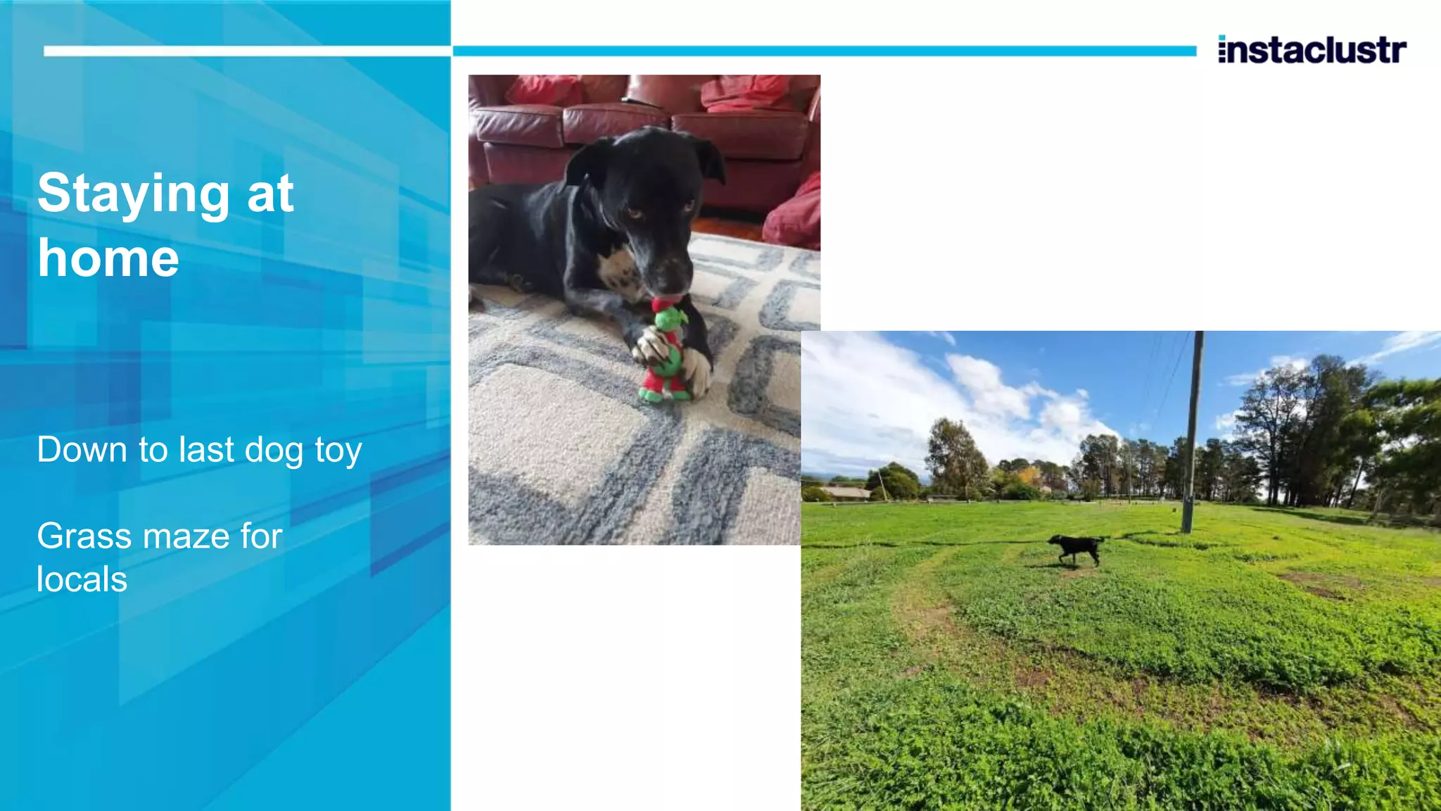 Staying at home Down to last dog toy Grass maze for locals 