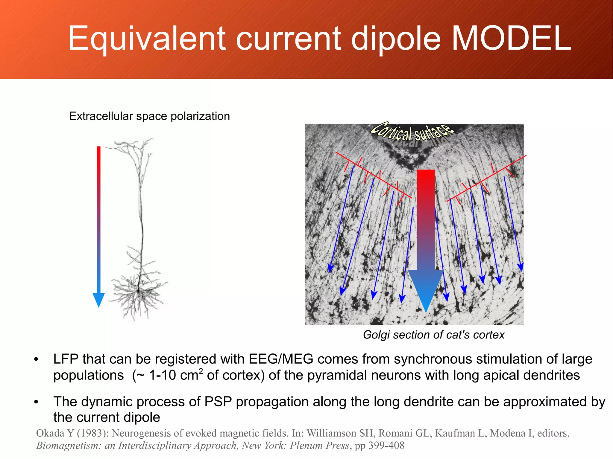 Golgi section of cat's cortex
● LFP that can be registered with EEG/MEG comes from synchronous stimulation of large
populations (~ 1-10 cm2
of cortex) of the pyramidal neurons with long apical dendrites
● The dynamic process of PSP propagation along the long dendrite can be approximated by
the current dipole
Okada Y (1983): Neurogenesis of evoked magnetic fields. In: Williamson SH, Romani GL, Kaufman L, Modena I, editors.
Biomagnetism: an Interdisciplinary Approach, New York: Plenum Press, pp 399-408
Extracellular space polarization
Equivalent current dipole MODEL
 
