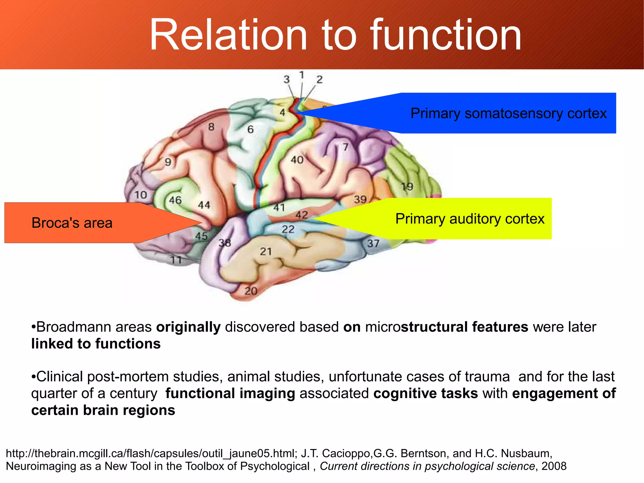 ●Broadmann areas originally discovered based on microstructural features were later
linked to functions
●Clinical post-mortem studies, animal studies, unfortunate cases of trauma and for the last
quarter of a century functional imaging associated cognitive tasks with engagement of
certain brain regions
Primary auditory cortex
Primary somatosensory cortex
Broca's area
http://thebrain.mcgill.ca/flash/capsules/outil_jaune05.html; J.T. Cacioppo,G.G. Berntson, and H.C. Nusbaum,
Neuroimaging as a New Tool in the Toolbox of Psychological , Current directions in psychological science, 2008
Relation to function
 