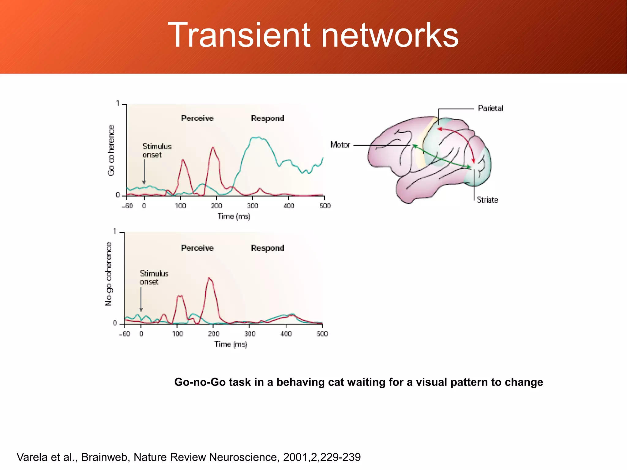 Transient networks
Go-no-Go task in a behaving cat waiting for a visual pattern to change
Varela et al., Brainweb, Nature Review Neuroscience, 2001,2,229-239
 
