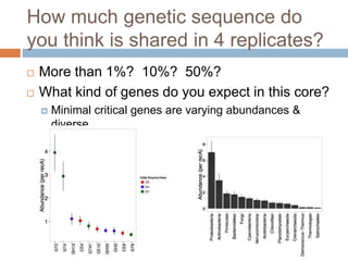 How much genetic sequence do 
you think is shared in 4 replicates? 
 More than 1%? 10%? 50%? 
 What kind of genes do you expect in this core? 
 Minimal critical genes are varying abundances & 
diverse 
 