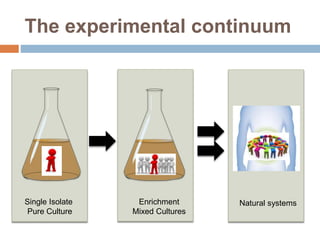 The experimental continuum 
Single Isolate 
Pure Culture 
Enrichment 
Mixed Cultures 
Natural systems 
 