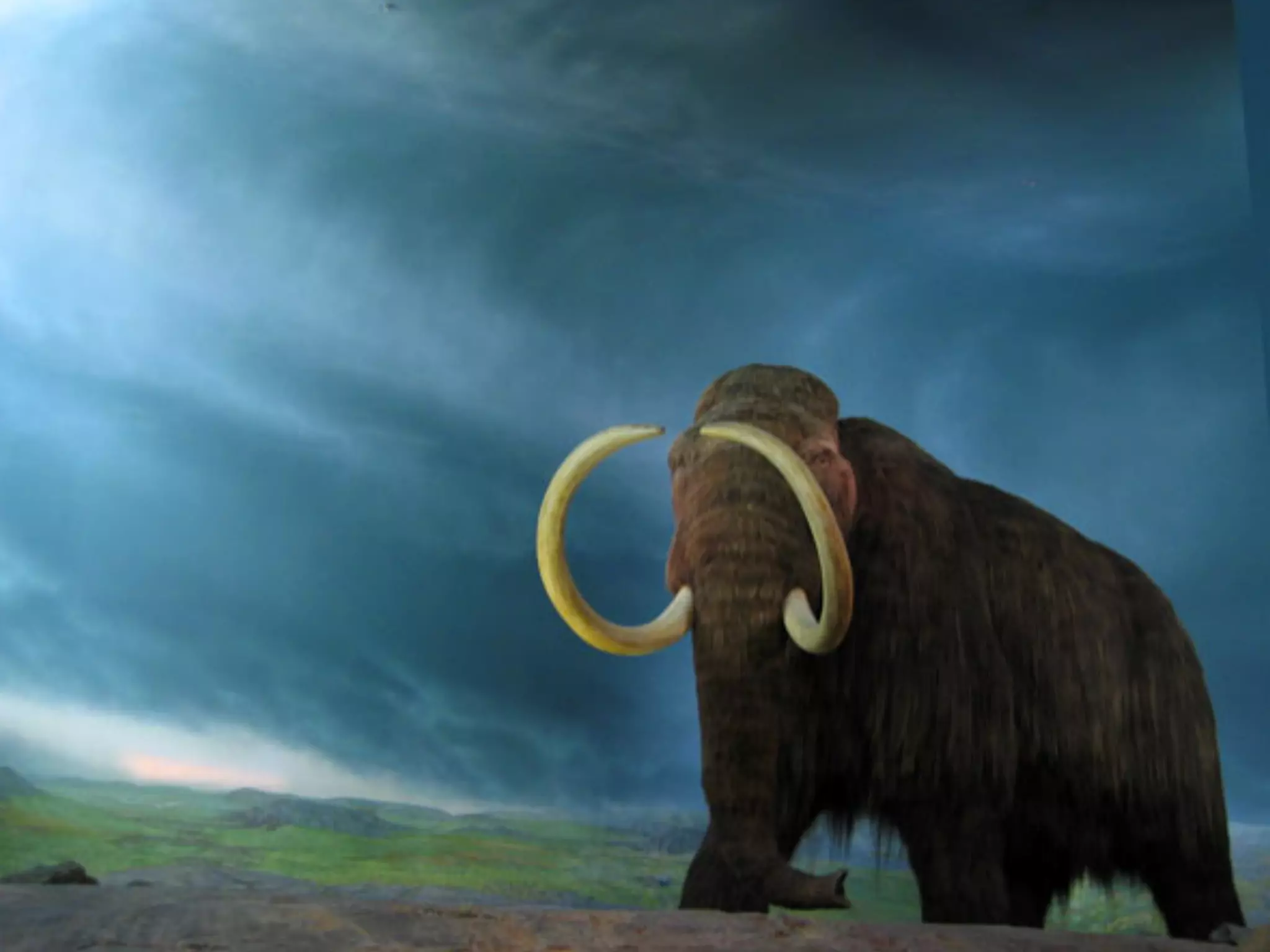 Wooly mammoth



http://www.ﬂickr.com/photos/pong/172438102/sizes/o/
 