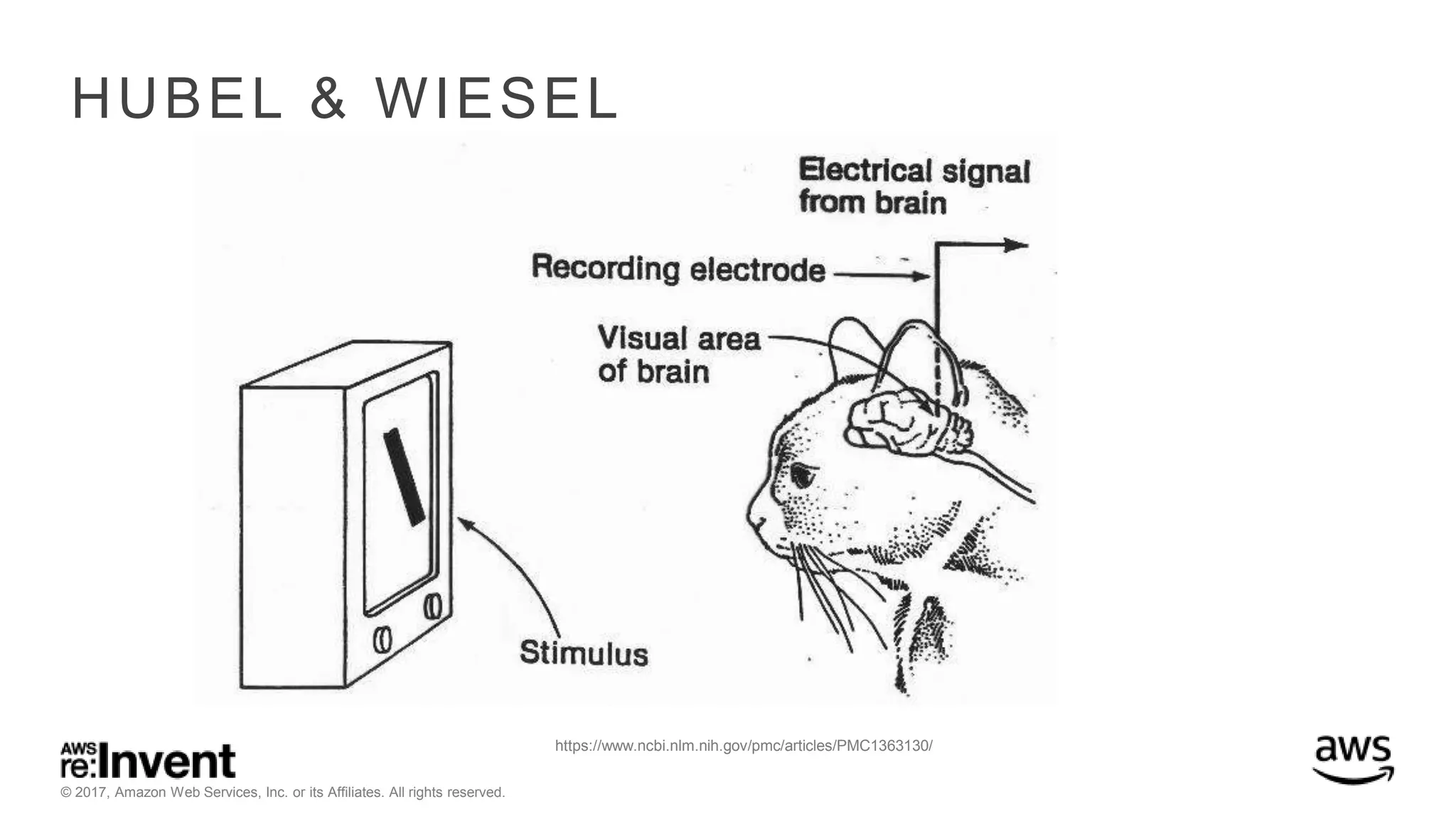 © 2017, Amazon Web Services, Inc. or its Affiliates. All rights reserved. HUBEL & WIESEL https://www.ncbi.nlm.nih.gov/pmc/articles/PMC1363130/ 