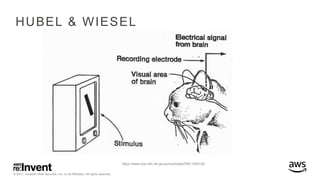 © 2017, Amazon Web Services, Inc. or its Affiliates. All rights reserved.
HUBEL & WIESEL
https://www.ncbi.nlm.nih.gov/pmc/articles/PMC1363130/
 