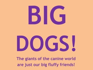 BIG
DOGS!The giants of the canine world
are just our big fluffy friends!
 