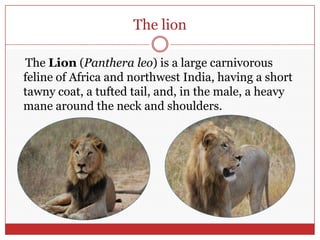 The lion    The Lion (Pantheraleo) is a large carnivorous feline of Africa and northwest India, having a short tawny coat, a tufted tail, and, in the male, a heavy mane around the neck and shoulders.