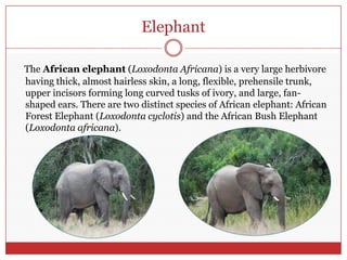 ElephantThe African elephant (LoxodontaAfricana) is a very large herbivore having thick, almost hairless skin, a long, flexible, prehensile trunk, upper incisors forming long curved tusks of ivory, and large, fan-shaped ears. There are two distinct species of African elephant: African Forest Elephant (Loxodontacyclotis) and the African Bush Elephant (Loxodontaafricana).