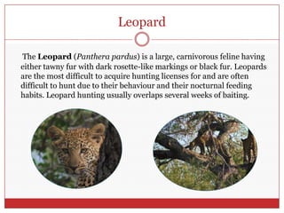 LeopardThe Leopard (Pantherapardus) is a large, carnivorous feline having either tawny fur with dark rosette-like markings or black fur. Leopards are the most difficult to acquire hunting licenses for and are often difficult to hunt due to their behaviour and their nocturnal feeding habits. Leopard hunting usually overlaps several weeks of baiting.