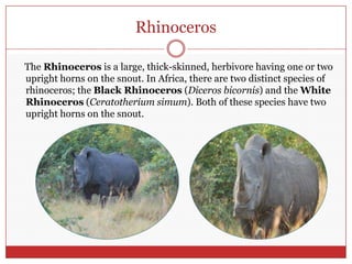 Rhinoceros    The Rhinoceros is a large, thick-skinned, herbivore having one or two upright horns on the snout. In Africa, there are two distinct species of rhinoceros; the Black Rhinoceros (Dicerosbicornis) and the White Rhinoceros (Ceratotheriumsimum). Both of these species have two upright horns on the snout.