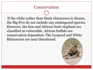 Conservation    If the white rather than black rhinoceros is chosen, the Big Five do not include any endangered species. However, the lion and African bush elephant are classified as vulnerable. African buffalo are conservation dependent. The Leopard and White Rhinoceros are near threatened.