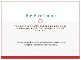 The big five GAME refers to the most dangerous African animals when hunted. Big Five Game Photographs taken in this slideshow where taken in the Kruger National Park in South Africa. 