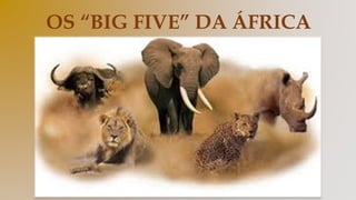 OS “BIG FIVE” DA ÁFRICA
 