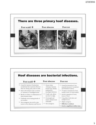 2/19/2016
5
There are three primary hoof diseases.
Foot scald Foot rotFoot abscess
Hoof diseases are bacterial infections....
