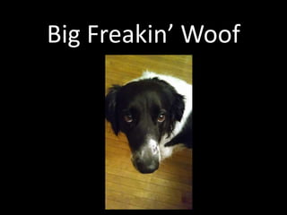 Big Freakin’ Woof

 