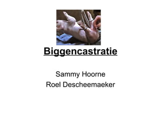 Biggencastratie Sammy Hoorne Roel Descheemaeker 