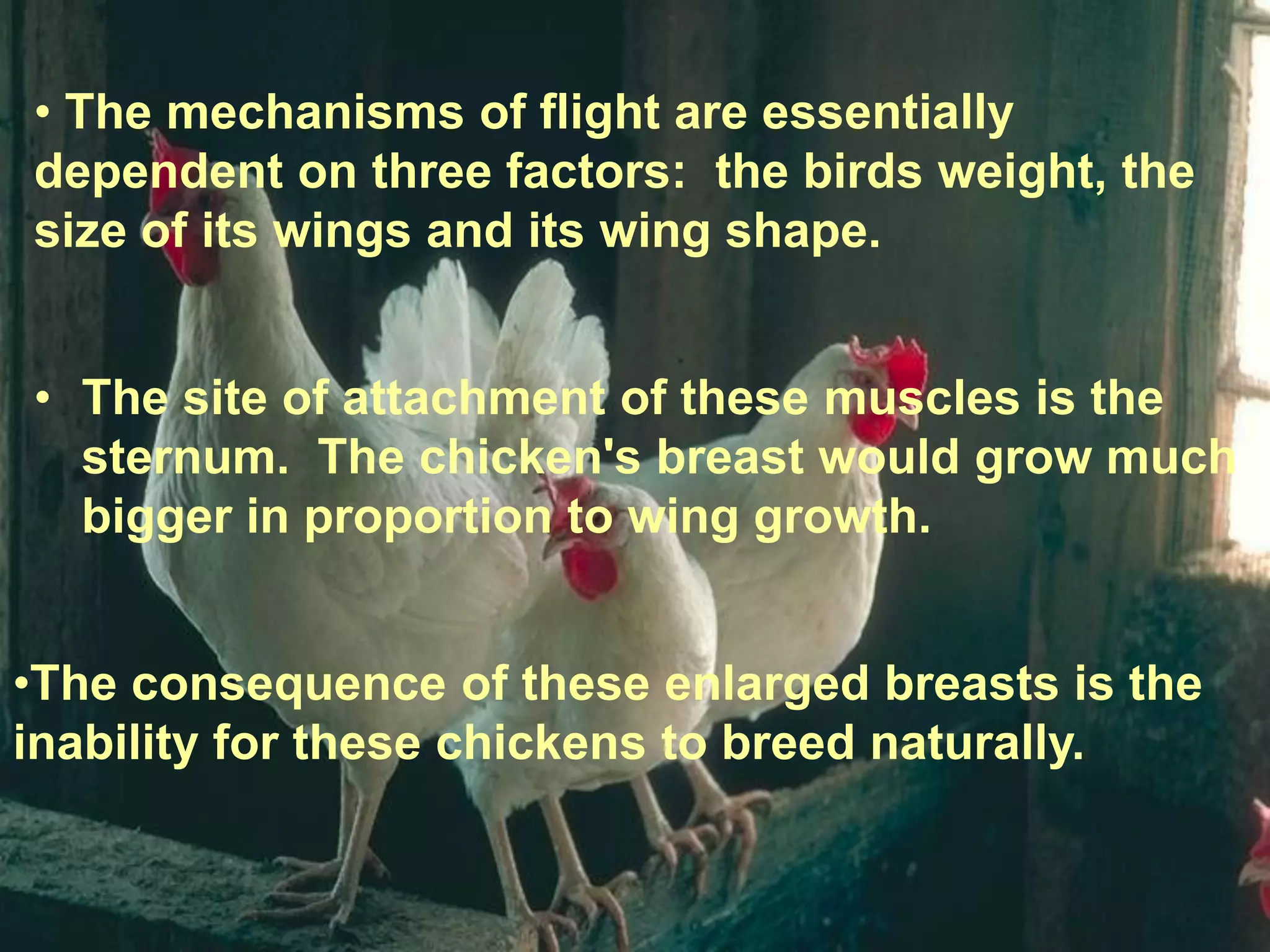 Gallery Detail: If Chickens Could Fly Would They Serve Bigger Chicken Wings