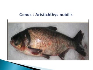 Big head carp(Aristichthys nobilis)