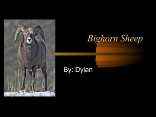 Bighorn Sheep By: Dylan 