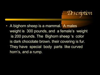 Description A bighorn sheep is a mammal.  A males weight is  300 pounds, and  a female’s  weight  is 200 pounds. The  Bighorn sheep ‘s  color  is dark chocolate brown. their covering is fur. They have  special  body  parts  like curved horn’s, and a rump.  