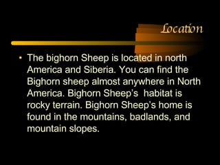 Location The bighorn Sheep is located in north America and Siberia. You can find the Bighorn sheep almost anywhere in North America. Bighorn Sheep’s  habitat is rocky terrain. Bighorn Sheep’s home is found in the mountains, badlands, and mountain slopes. 