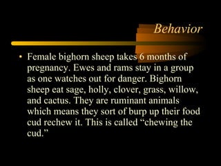 Behavior Female bighorn sheep takes 6 months of pregnancy. Ewes and rams stay in a group as one watches out for danger. Bighorn sheep eat sage, holly, clover, grass, willow, and cactus. They are ruminant animals which means they sort of burp up their food cud rechew it. This is called “chewing the cud.” 