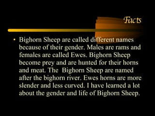 Facts Bighorn Sheep are called different names because of their gender. Males are rams and females are called Ewes. Bighorn Sheep  become prey and are hunted for their horns and meat. The  Bighorn Sheep are named after the bighorn river. Ewes horns are more slender and less curved. I have learned a lot about the gender and life of Bighorn Sheep. 