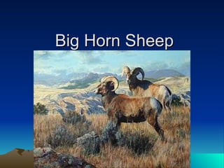 Big Horn Sheep 