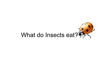 What do Insects eat? 